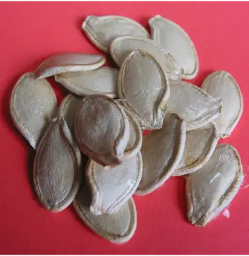 Natural Squash Seed
